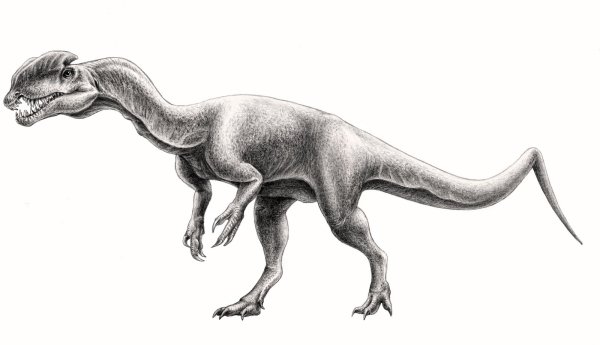 Раскраски динозавра гуаньлун (44 фото)
