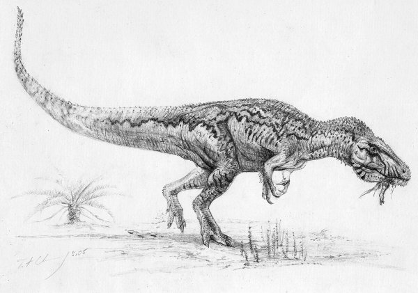 Carcharodontosaurus saharicus