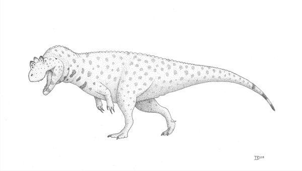 Ceratosaurus Dentisulcatus