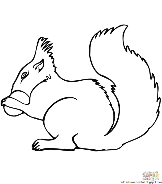 Белка с орехом раскраска