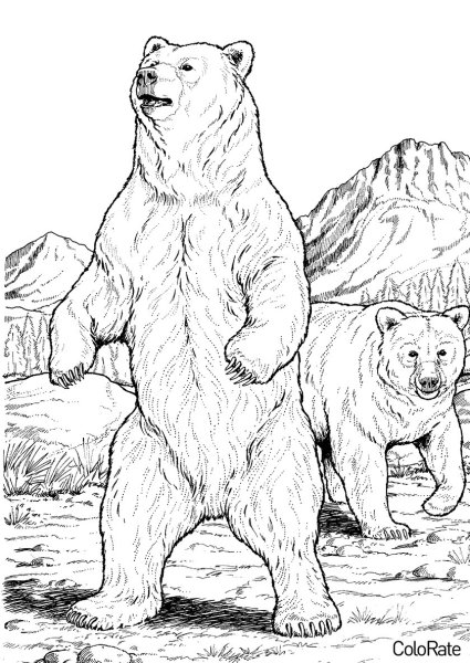 Медведь раскраска