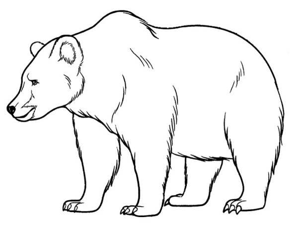 Раскраски медведь большой (43 фото)