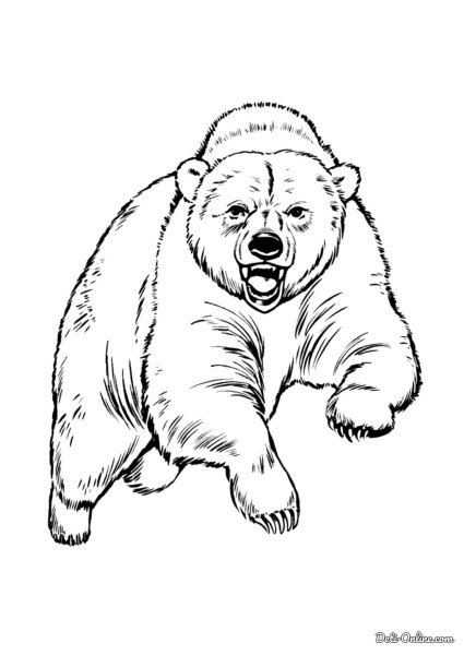 Раскраски медведь бурый (48 фото)