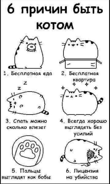 Кот Пушин 6 причин быть котом