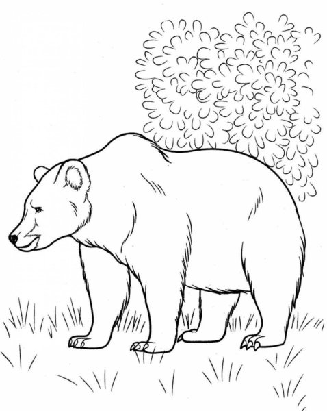 Раскраски медведь в зоопарке (40 фото)
