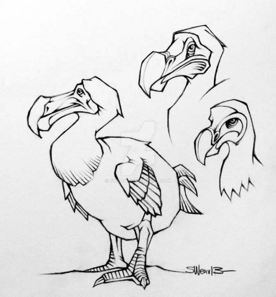 Птица Додо рисунок