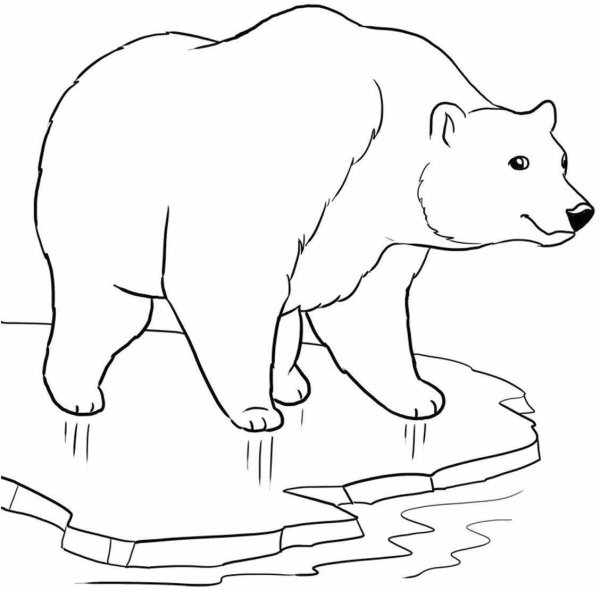 Раскраски медведь военный (46 фото)