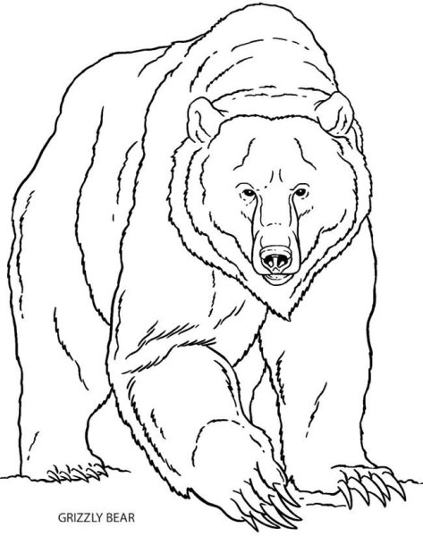 Раскраски медведь гризли (44 фото)