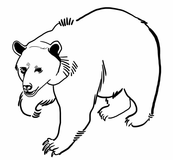 Медведь раскраска