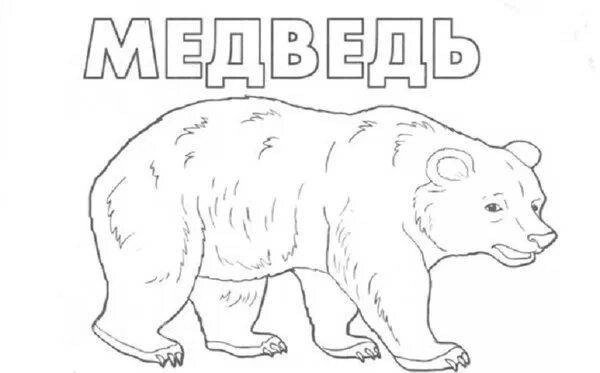 Бурый медведь раскраска для детей