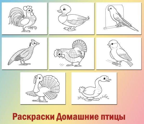 Домашние птицы картинки для детей раскраски