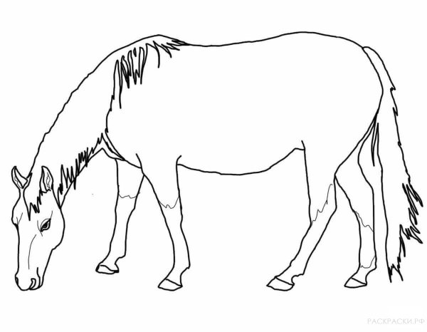 Раскраски домашние животные лошадь (40 фото)