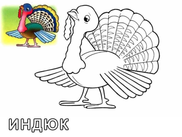 Индюк картинка для детей раскраска