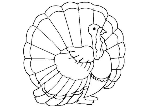 Turkey индюк for Kids
