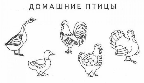 Домашние птицы задания для дошкольников