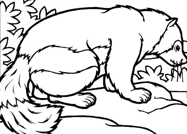 Badger Coloring Page