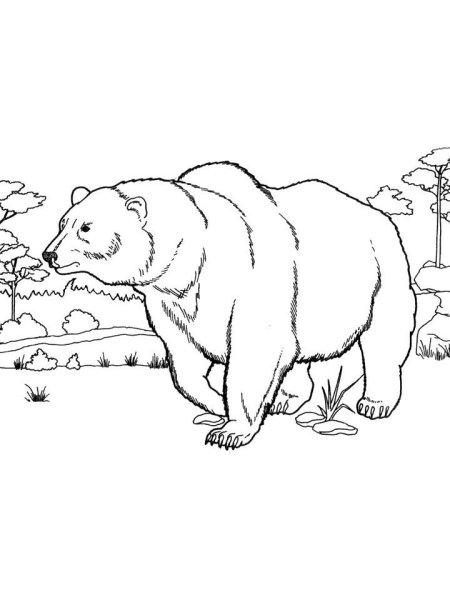 Медведь раскраска
