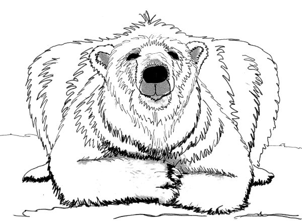 Раскраски медведь лежит (41 фото)