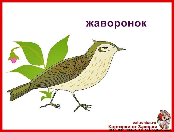 Жаворонок рисунок