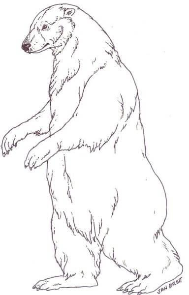 Медведь рисунок карандашом