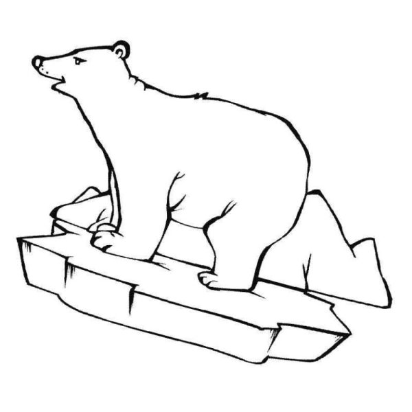 Раскраска. Картинка белый медведь в png Белый медведь