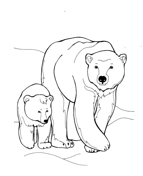 Медведь раскраска