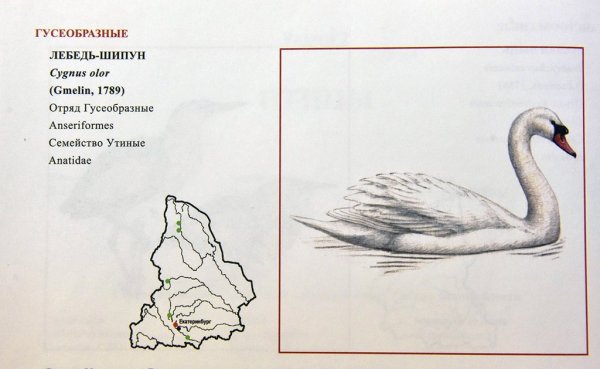 Лебедь шипун красная книга книга
