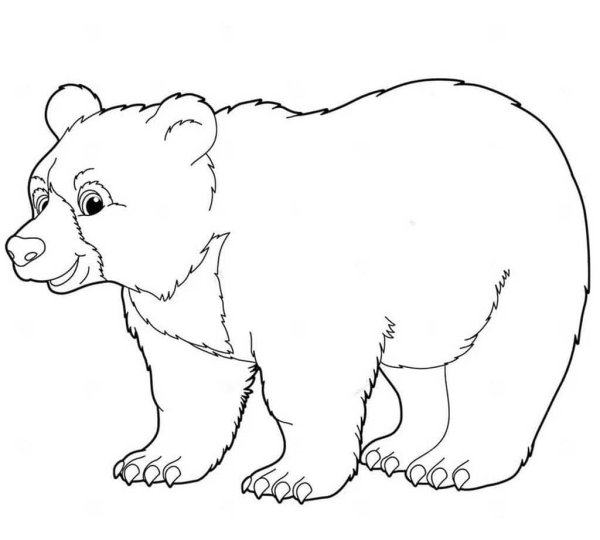 Раскраски животные медведь (41 фото)