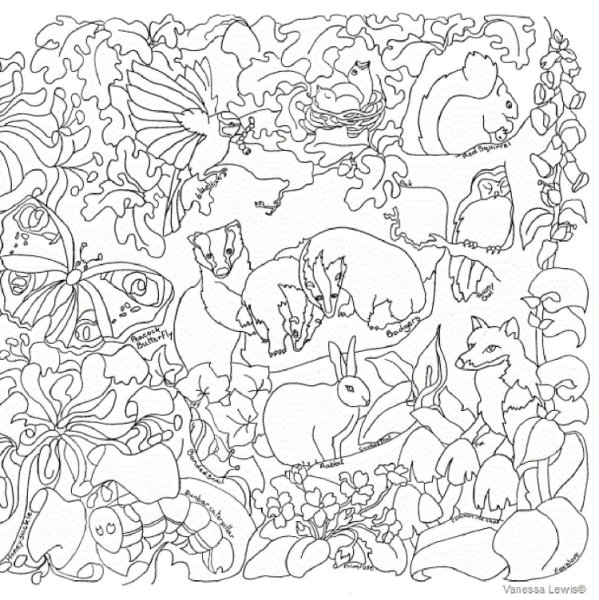 Раскраска find and Color