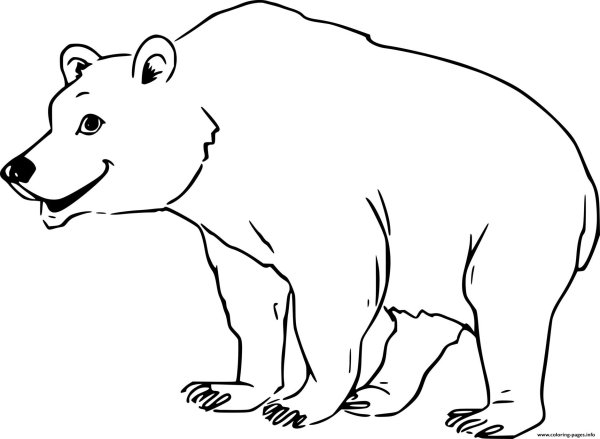 Раскраски медведь реалистичная (39 фото)