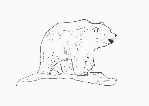 Белый медведь раскраска для детей