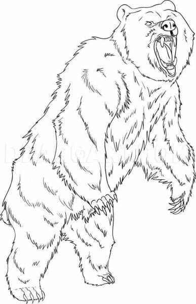 Медведь рисунок карандашом