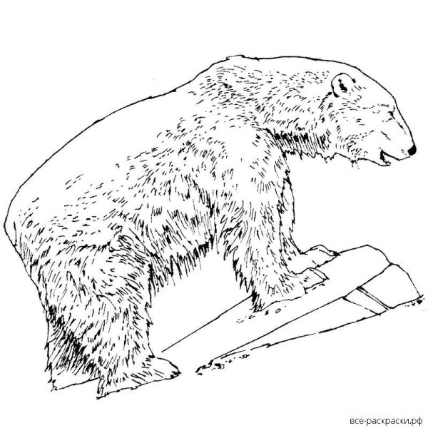 Разукрашки медведь