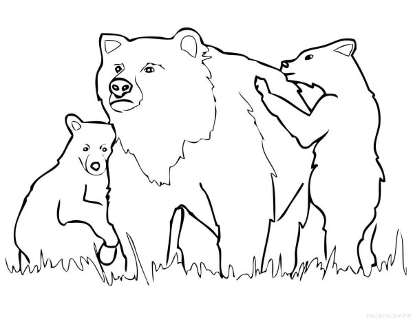 Раскраски звери медведь (46 фото)