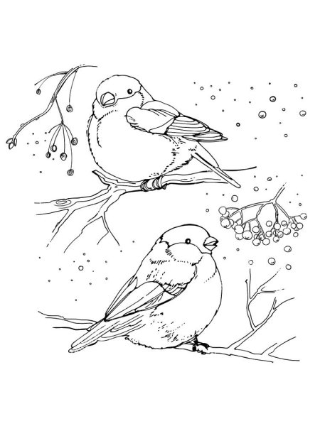 Раскраски зима зимующие птицы (46 фото)