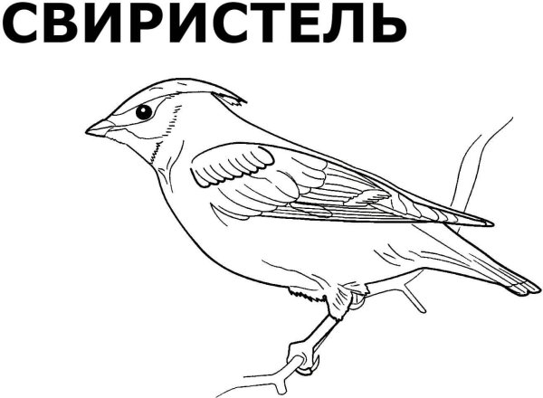 Зимующие птицы раскраски для детей