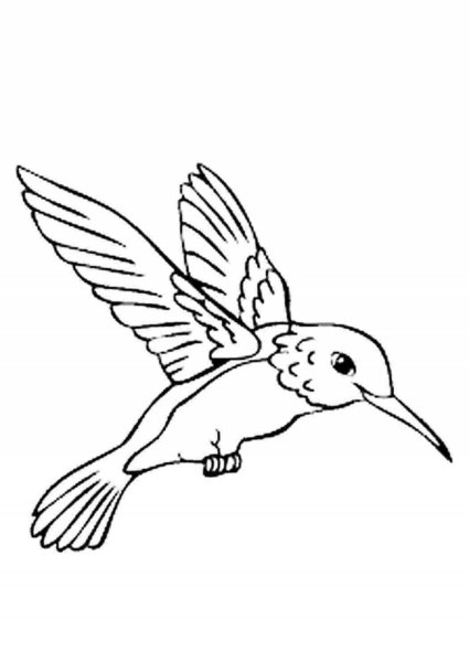Раскраски зимородок птица (43 фото)