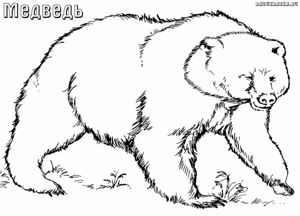 Раскраска животные медведь