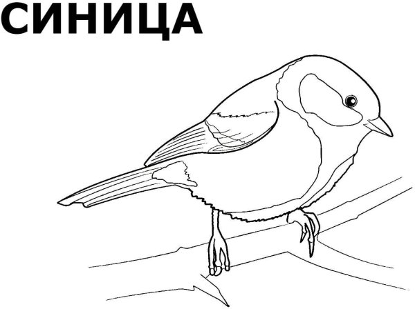 Разукрашки зимующие птицы синица