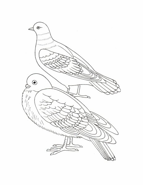 Птицы. Раскраска