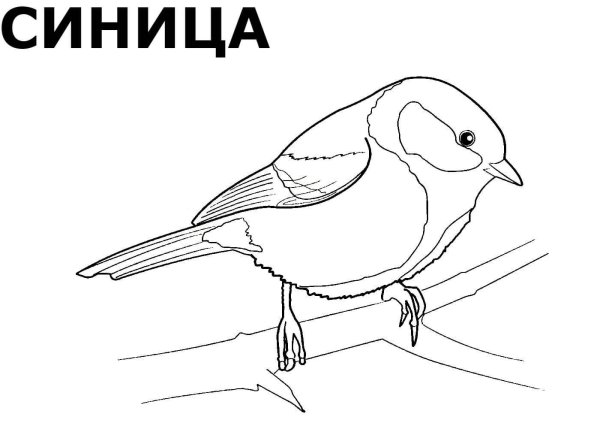 Раскраска зимующей птицы синичка для детей
