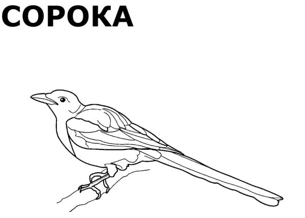 Сорока раскраска