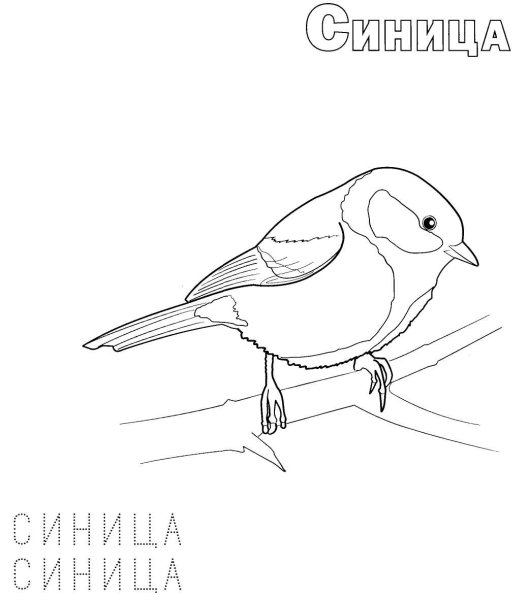 Разукрашка зимующие птицы синица