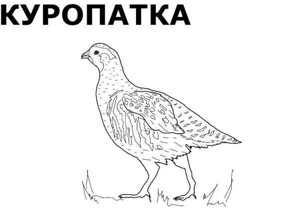 Куропатка раскраска для детей