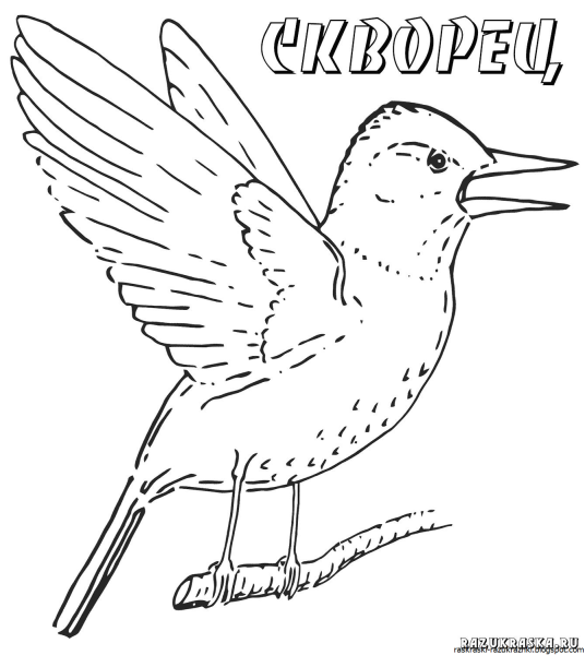 Перелетные птицы раскраска скворец