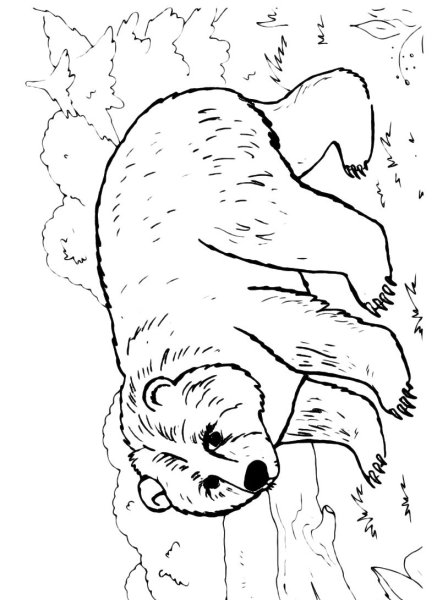 Раскраски медведь с книжкой (46 фото)