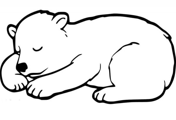Bear picture for Kids