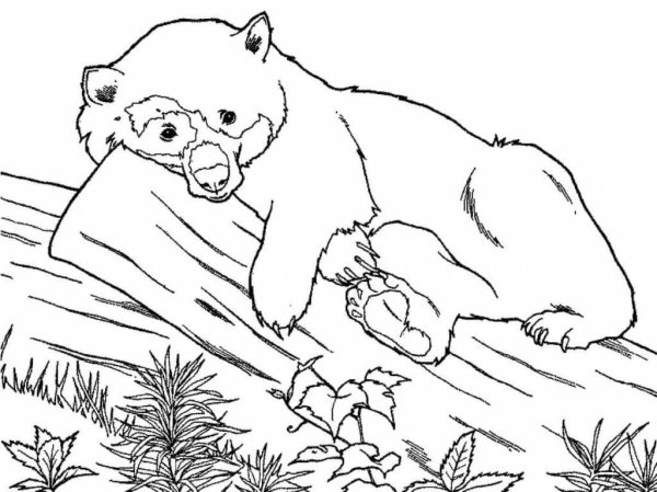 Медведь рисунок карандашом