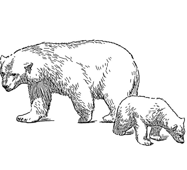 Сидячий медведь рисунок