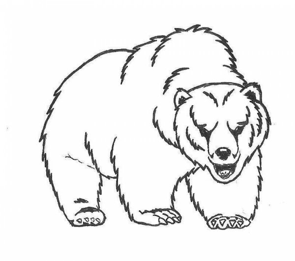 Медведь Гризли